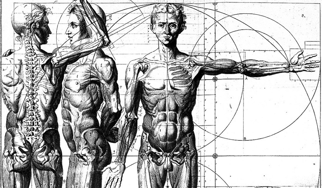 anatomia-masculina