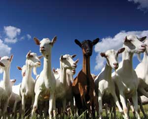 cabras-p cabras-p