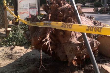 Accidente árbol  Carrasco