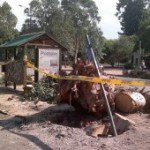 Árbol  accidente