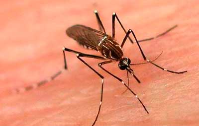 Dengue-Aedes-Aegypti.jpg