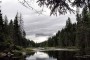 Bosque Boreal de Canadá