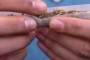 Preparando-porro-marihuana-AFP- Preparando-porro-marihuana-AFP-
