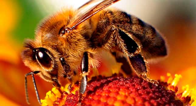 Una abeja posada en una flor Una abeja posada en una flor