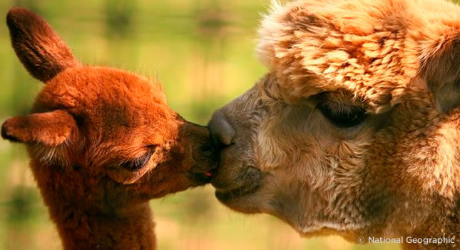 Una alpaca bebé y su madre