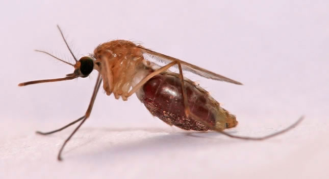 El mosquito Anófeles, portador de la malaria
