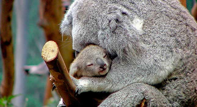 Una madre koala abrazando a su bebé