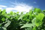 monsanto3e Avanza la presencia de semillas de Monsanto en la agricultura uruguaya