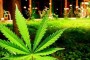 marijuana Tras la marihuana pujan fuertes intereses comerciales