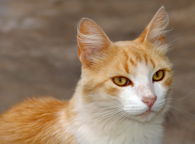 Gato_(2)_REFON_