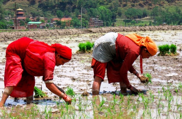 Mujeres plantan arroz en Nepal