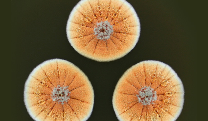 Hongo penicilina naranja / Foto: Cobus M. Visagie y Jan Dijksterhuis