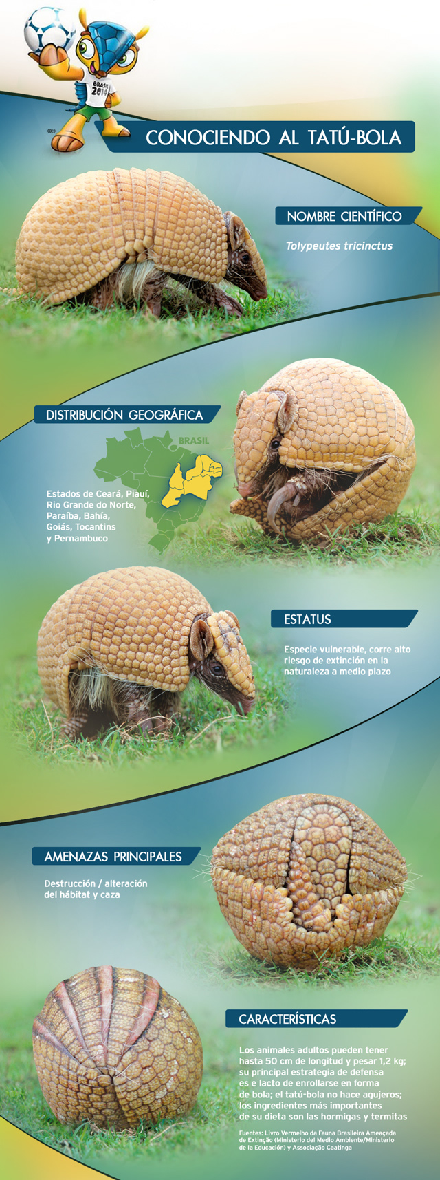 Conociendo al tatú bola (Tolypeutes tricinctus) especie que inspiró a Fuleco / Infografía: Portal de la Copa
