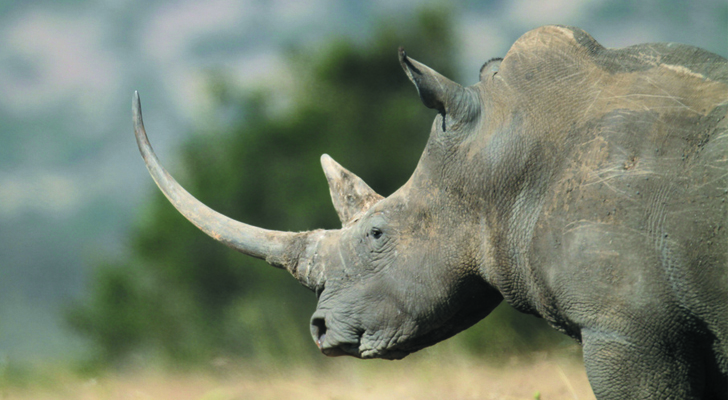 El Rinoceronte Blanco se encuentra al borde de la extinción / Foto: Valentina Storti