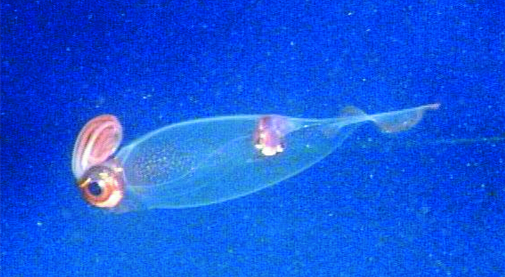 Teuthowenia Megalops es una de las especies que habitan en aguas profundas / Foto: Wikipedia Commons