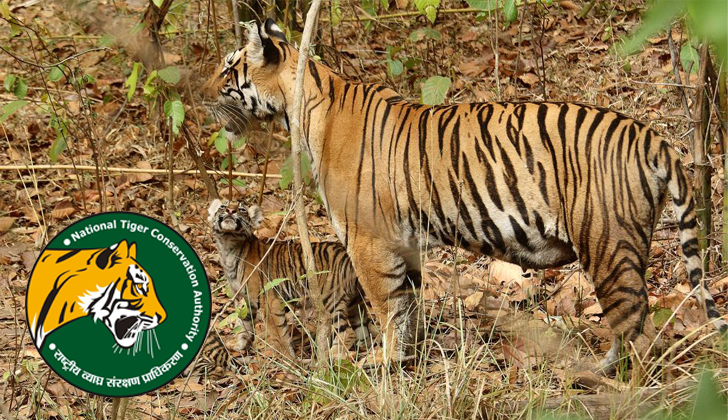 La "Autoridad Nacional de Preservación de Tigres" de India es la organización que lidera la protección de estas especies. 