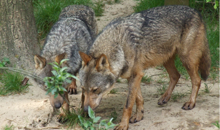 El Lobo ibérico proliferó de nuevo gracias a la protección recibida tras ser catalogado como "especie en vías de extinción".