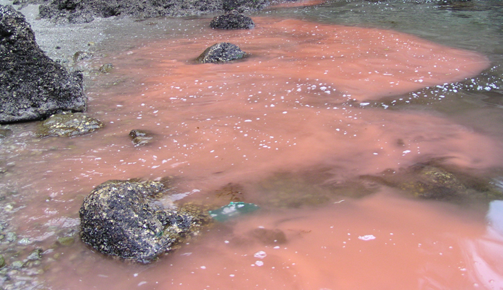 La marea roja es un tipo específico de "floración de algas", en que a causa de una serie de mecanismos que se producen en el ambiente acuático se produce una coloración roja (entre otras cosas por presencia de algas rojas), y elevadas concentraciones de toxinas.