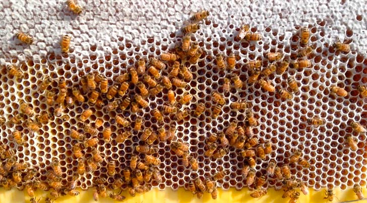 Con el sistema de extracción de miel Flow, las abejas no son molestadas al desarmar la colmena