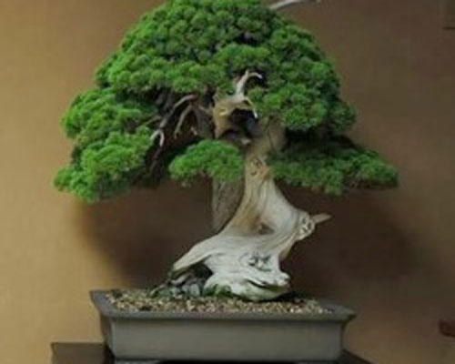 bonsai-ficus