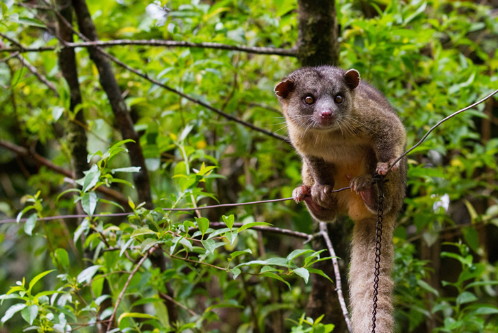 Reserva Biológica Bosque Nuboso Monteverde en Costa Rica