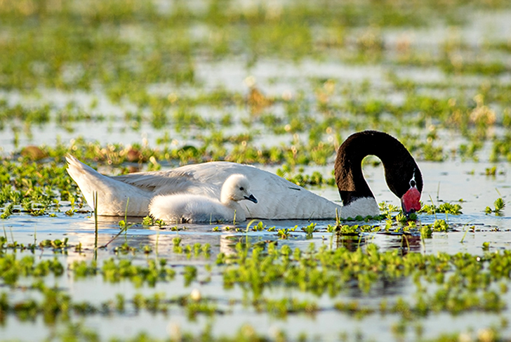 El macho y la hembra de cisne de cuello negro son casi iguales, siendo el macho un poco más grande / Foto: Cláudio Dias Timm