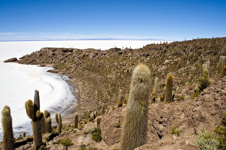 Isla del Pescado en el Salar Uyuni de Bolivia