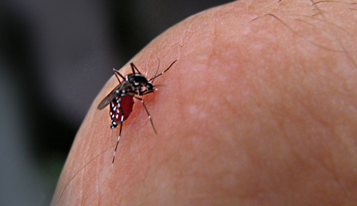 Mosquito Aedes Aegypti, transmisor del virus del Dengue. / Foto: Ian Jacobs