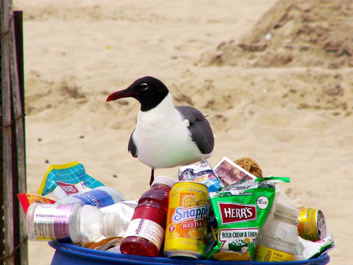 Aves y peces se ven gravemente afectados por asfixia y estrangulación, mientras que organismos y peces más pequeños ingieren partículas tóxicas Aves y peces se ven gravemente afectados por asfixia y estrangulación, mientras que organismos y peces más pequeños ingieren partículas tóxicas