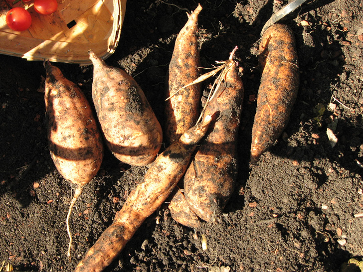 Plantar batatas o boniatos con sobras de la cocina