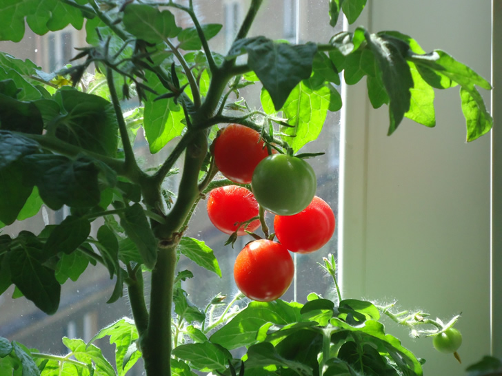 Cultivar tomates en casa