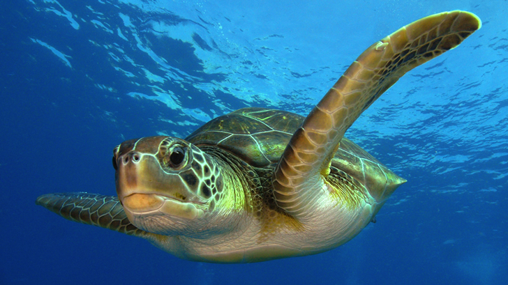 Es la especie de tortuga marina más estudiada, siendo fuente de la mayoría del conocimiento sobre estos animales marinos / Foto: Philippe Guillaume