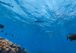 Google Street View recorre el mundo submarino de Fernando de Noronha. Foto; Reproducción de Google