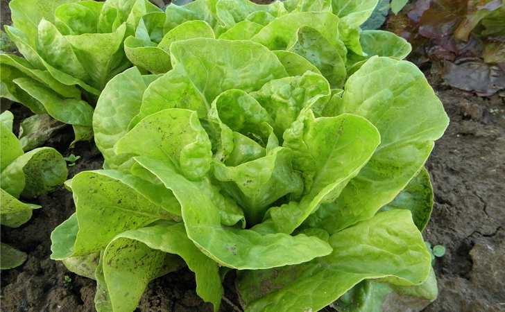 lechuga-beneficios