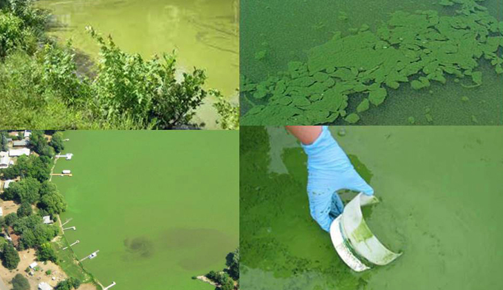 En diciembre de 2014 se analizó el agua del Río Santa Lucía y se encontró una excesiva eutrofización, que es un enriquecimiento excesivo de -en este caso- cianobacterias. / Foto: Waterlat Gobacit.