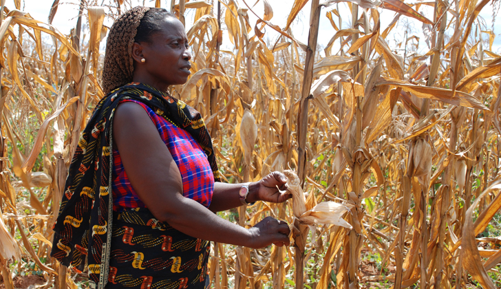 Una agricultora de Morogoro, Tanzania, muestra sus plantas de maíz, afectadas por sequías. Foto: CIMMYT.