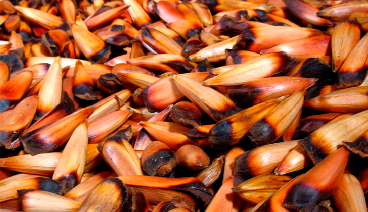 piñones-beneficios-salud