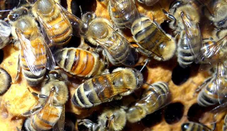 Estudios previos ordenados por apicultores y productores mielíferos de Estados Unidos, han estimado hasta en una tercera parte la pérdida de las colonias, aunque hay casos de pérdidas totales, en áreas que abarcan de Maine a Delaware. Foto: Martin LaBar.