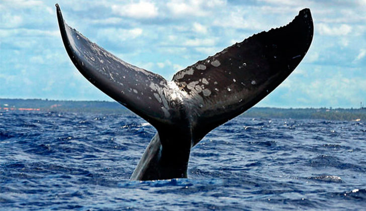 Día Mundial contra la Caza de las Ballenas. Foto:EFE