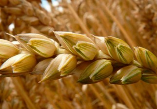 Propiedades de la sémola de trigo. Foto: EFE