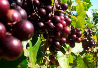 El aceite de las uvas muscadine puede ayudar a reducir la obesidad. Foto: EFE