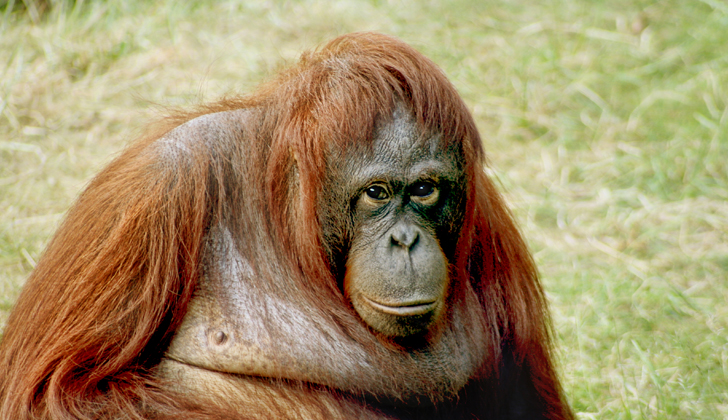 Los orangutanes son particularmente inteligentes y algunos científicos aseguran que los más inteligentes de todos los monos, alcanzando incluso rarezas como la existencia de distintas “culturas” entre las subespecies. Foto: Wikimedia Commons. 
