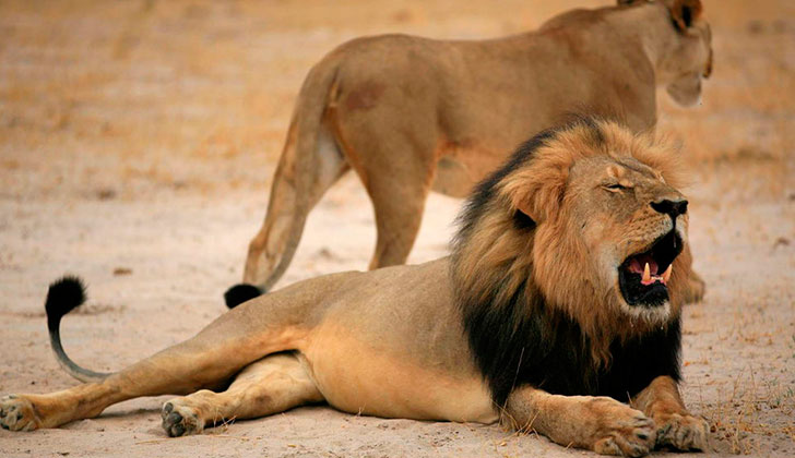 Acusan a otro ciudadano de caza ilegal meses antes de muerte de león Cecil. Foto: EFE