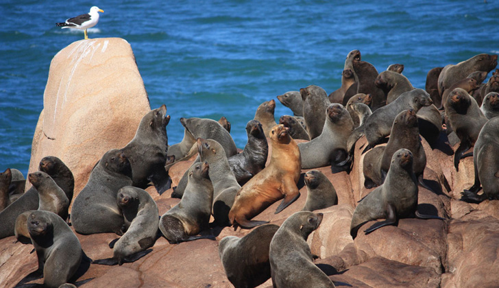 Leones marinos en el Parque Nacional Cabo Polonio. Foto: Wikimedia Commons. 