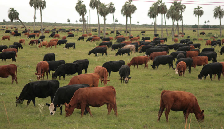 vacas-campo-efecto-invernadero