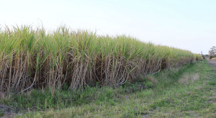 Barboza resaltó, por otro lado, que ALUR se aproxima a la meta de producir “500.000 toneladas de caña de azúcar por año”.