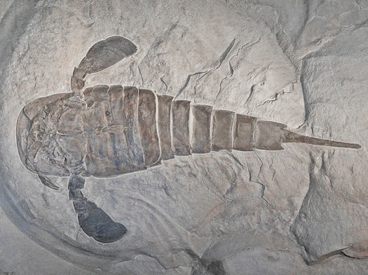 Fósil de escorpión marino. 