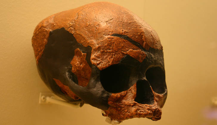 Reconstrucción del cráneo de un Homo Sapiens, en el Smithsonian Natural History Museum. Foto: Ryan Somma.