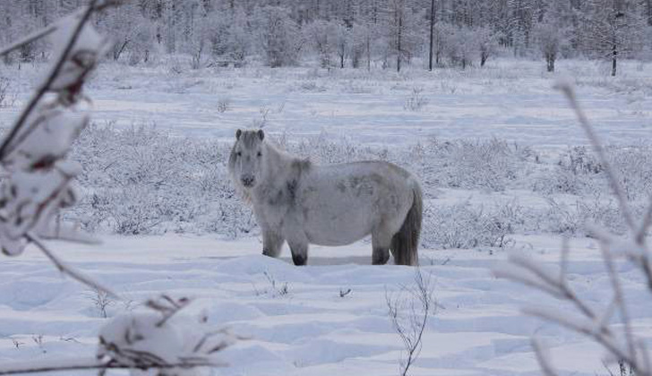 Caballos de los pueblos Yakutos. Foto: kt-neko-chan.blogspot.com.