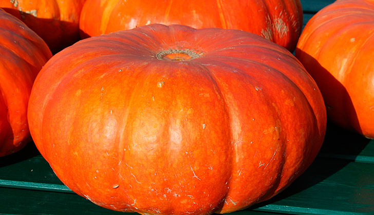 Propiedades y beneficios de consumir calabaza. Foto: Pixabay